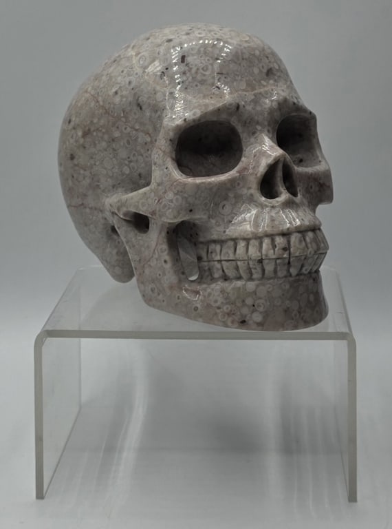 Hand Carved Crinoid Fossil Polished Skull: Hand carved crinoid fossil jasper polished skull. Approximately 4"h x 3.5"w x 5"d. Photos are considered part of the condition and description. R