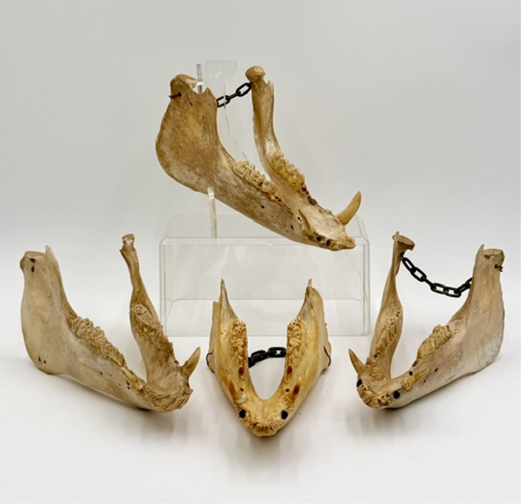 Collection of 4 Wild Hog Lower Jaw Bones (1 of 20)
