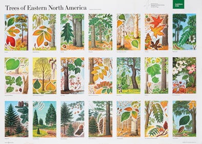 TREES OF EASTERN NORTH AMERICA POSTER
