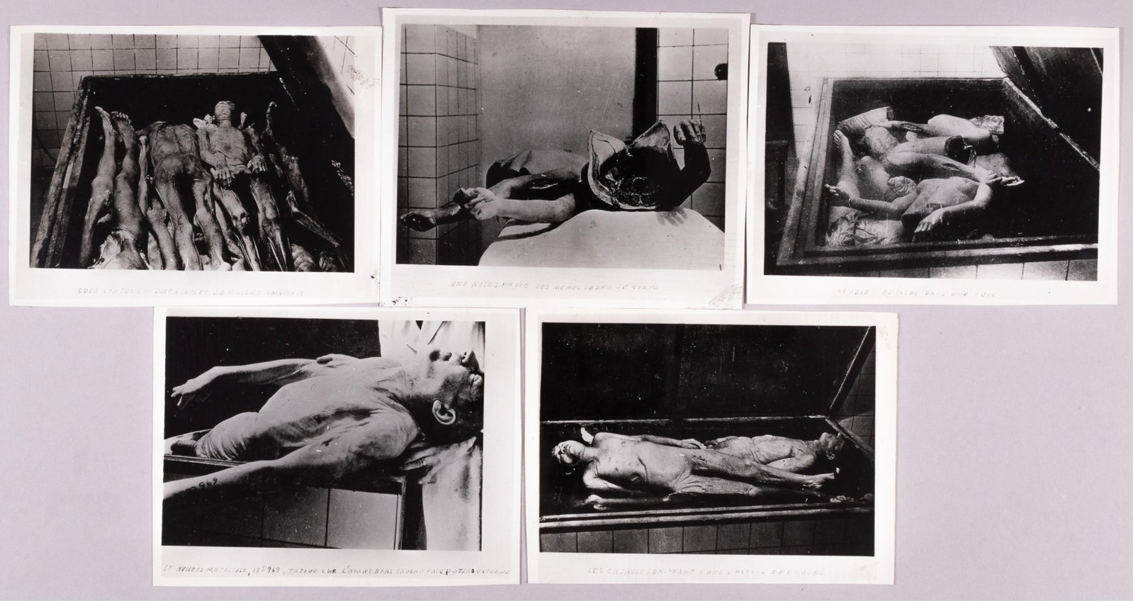 5 STRUTHOF ALBUM VICTIM PHOTOGRAPHS: Five b/w Struthof Album victim photographs, each with French captions on the bottom margins, including the photo of Max Menachem Taffel. Taffel was one of the Jewish prisoners who was gassed at Natzwe