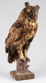 GREAT HORNED OWL FULL BODY BIRD TAXIDERMY