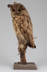 EURASIAN EAGLE-OWL FULL BODY BIRD TAXIDERMY