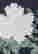 item-131336050=4