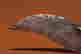 item-133391337=3