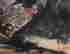 item-130342417=10