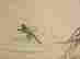 item-132096109=5