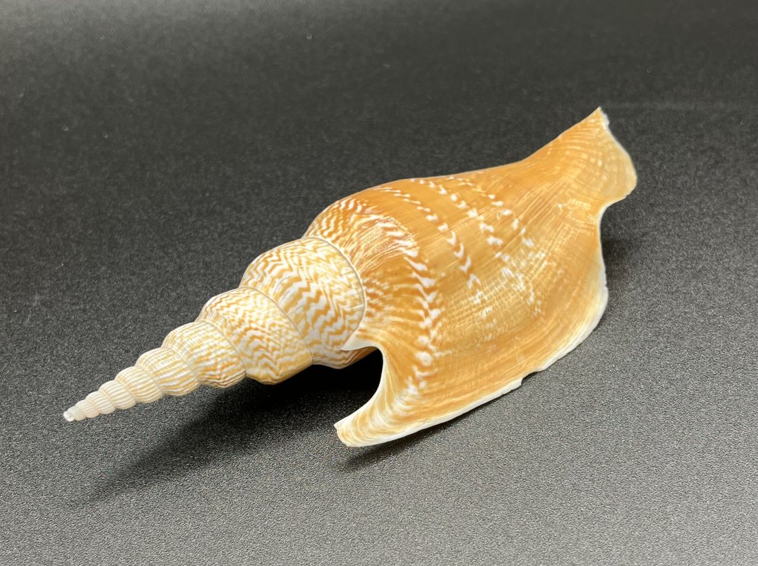 Sea Shell: Rare SeaShell very nice Shape size: 6 inches x 3 inches x 1 1/2 inches