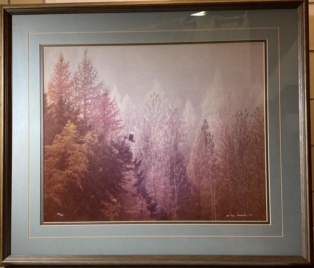 Tom Mangelson Framed Eagle Print (1 of 8)
