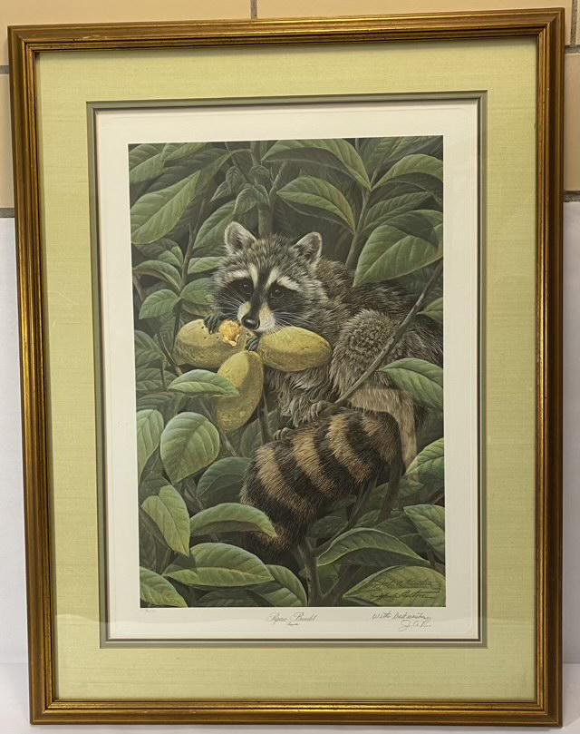 Papaw Bandit, John A. Ruthven 1983: Papaw Bandit framed print by John A. Ruthven 1983, 125/600, 24" x 20.75"