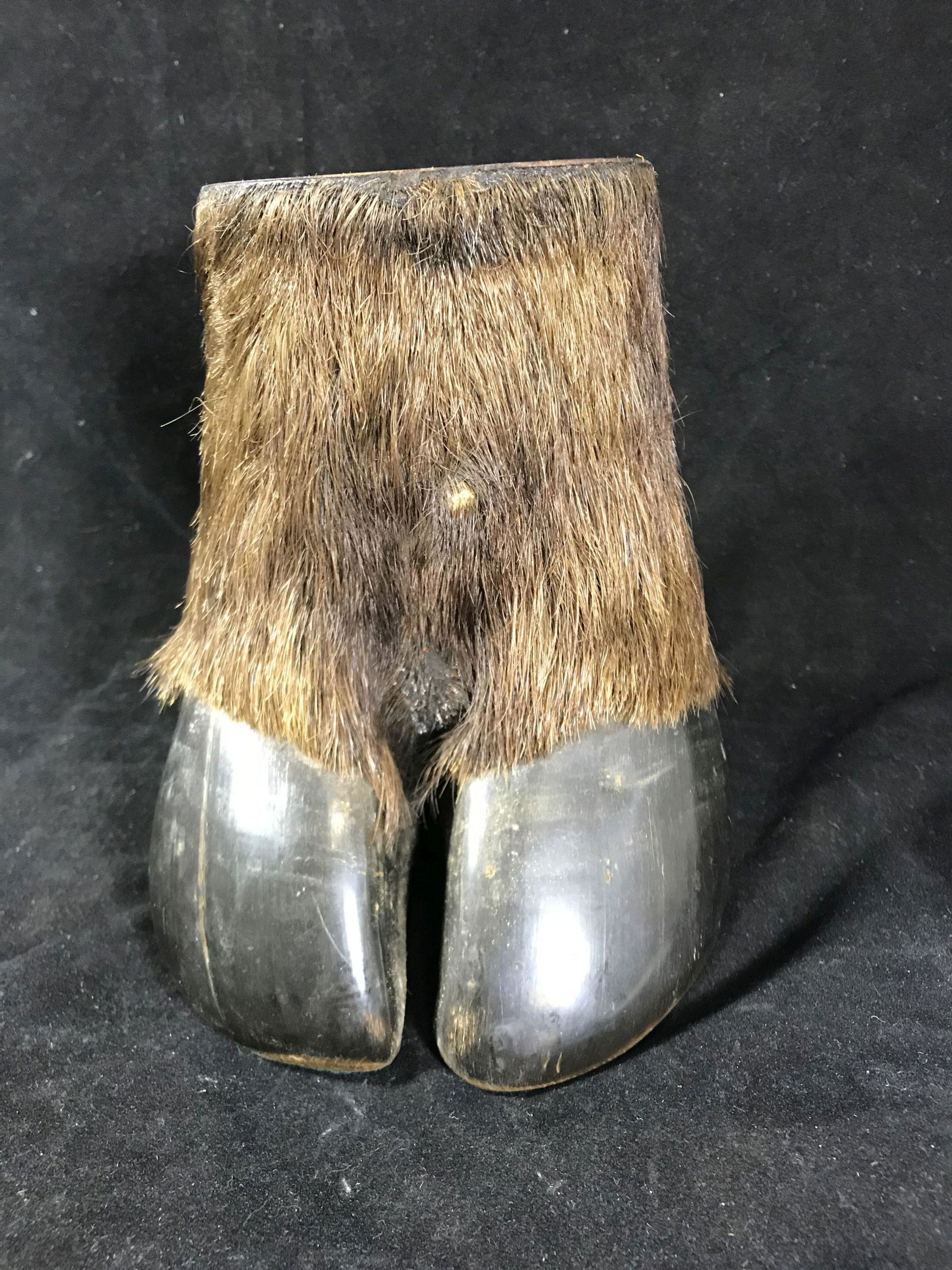 ANTIQUE MOOSE HOOF VASE 7.5" TALL: ANTIQUE MOOSE HOOF VASE 7.5" TALL