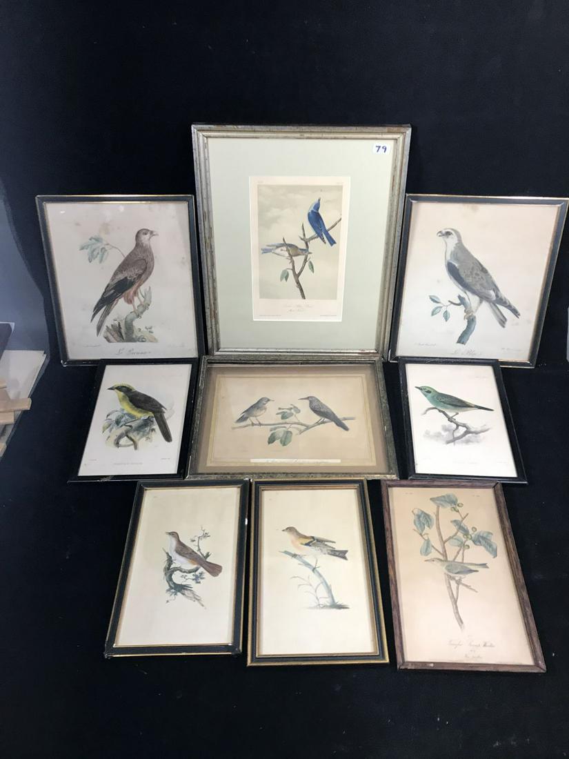LOT OF 12 FRAMED 19TH CENTURY PRINTS OF BIRDS (1 of 8)