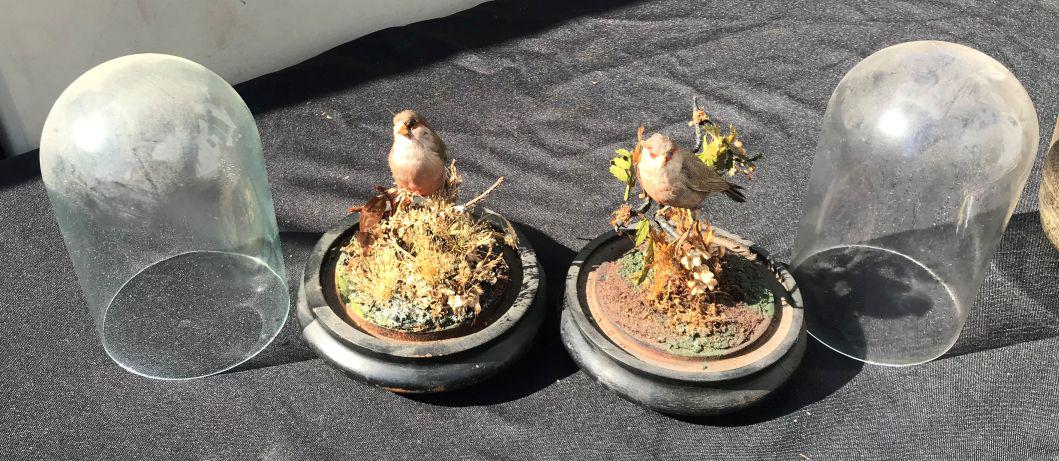 A PAIR OF DOMED BIRD TAXIDEREMY TOPIARIES. PROPERTY: A PAIR OF DOMED BIRD TAXIDEREMY TOPIARIES. PROPERTY FROM THE OLD NEWFANE INN OF VERMONT
