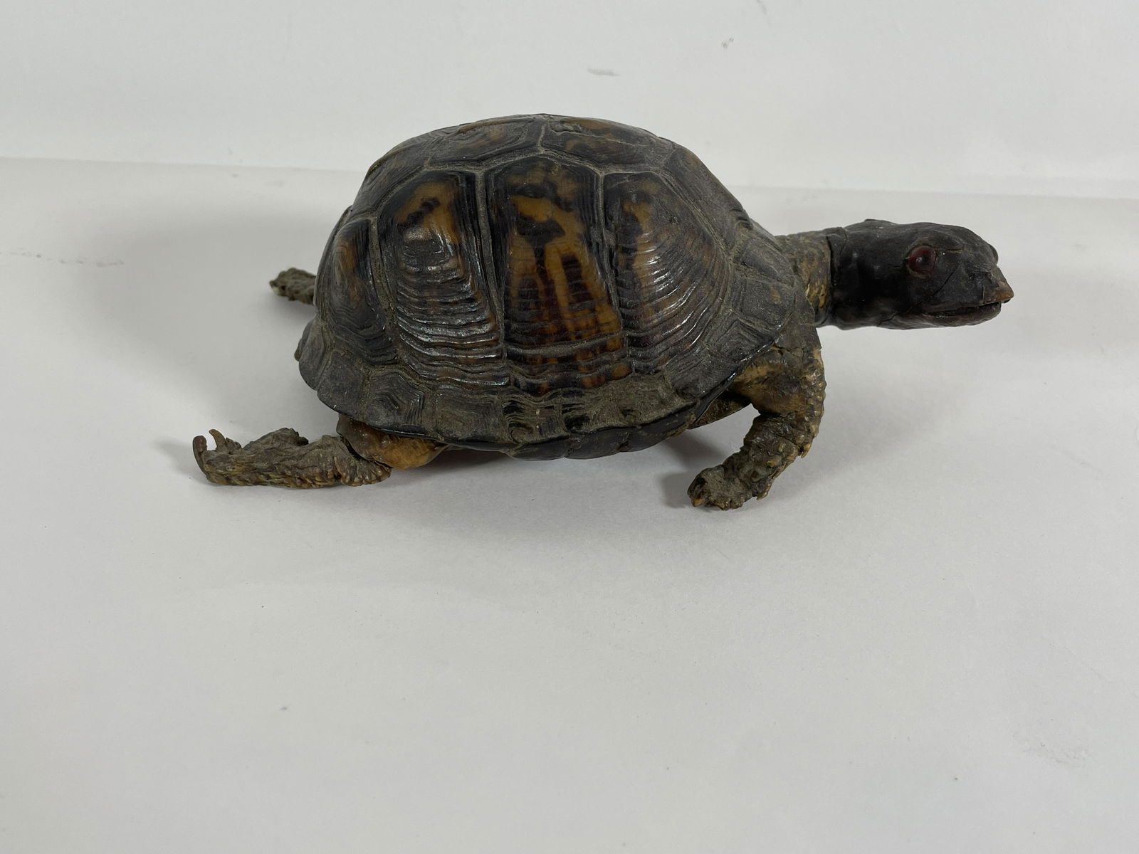 A TAXIDERMY BOX TURTLE, 8" X 5" X 3". PROPERTY OF A (1 of 3)