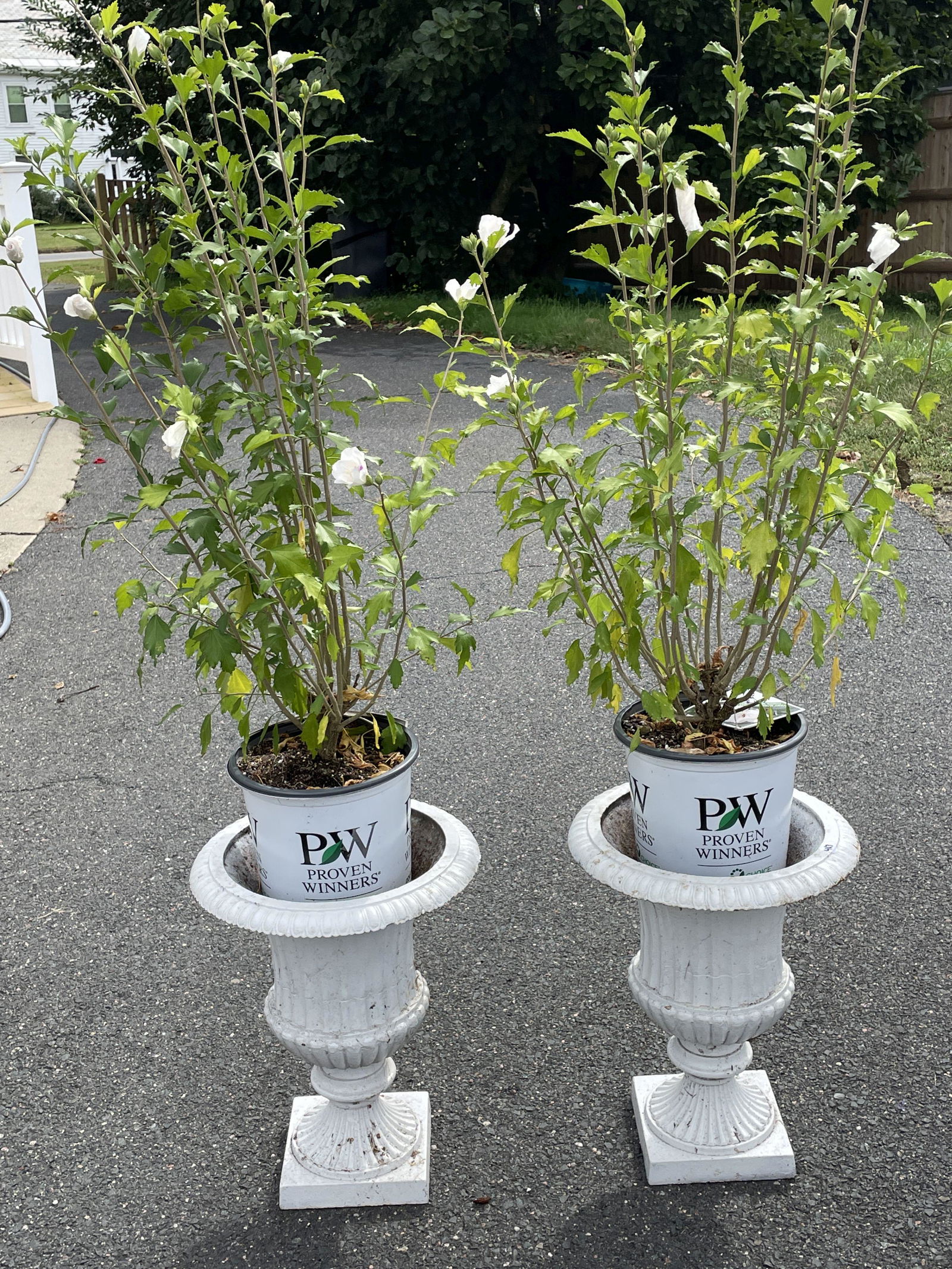 A PAIR OF ANTIQUE CAST IRON URNS PAINTED WHITE, 15" (1 of 3)