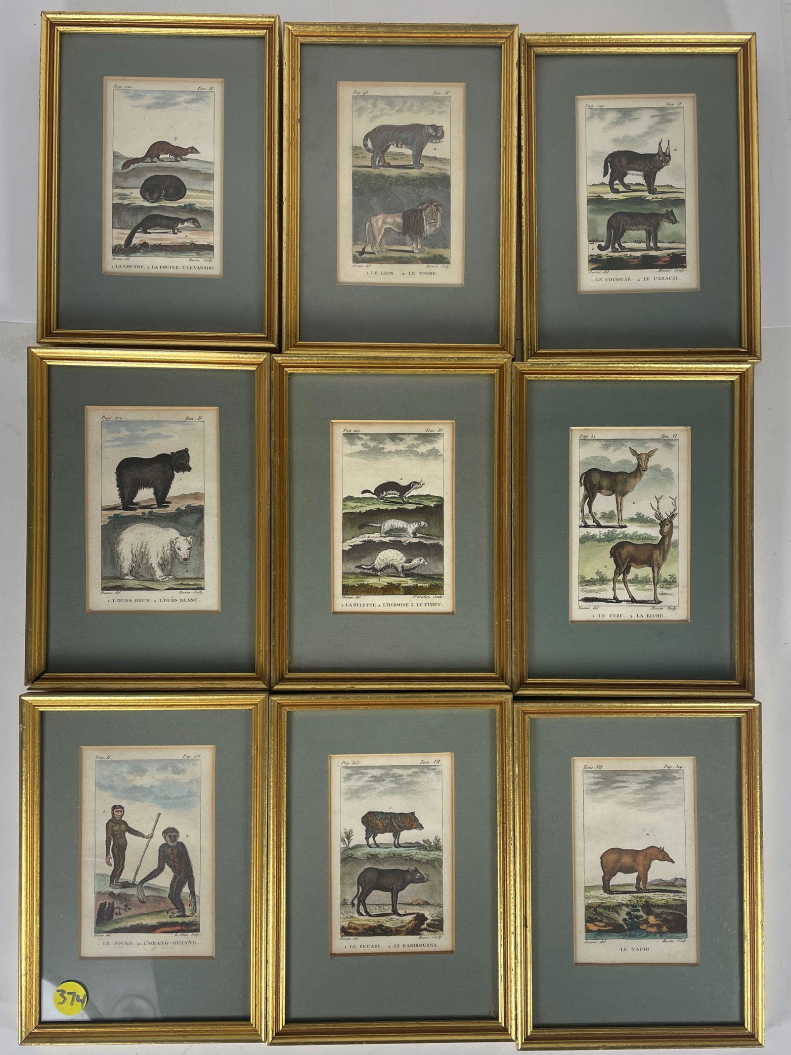 9 19TH CENTURY HAND COLORED PRINTS OF MAMMALS IN MATCHING LEMON GOLD FRAMES, 5.5" X 8" (1 of 11)