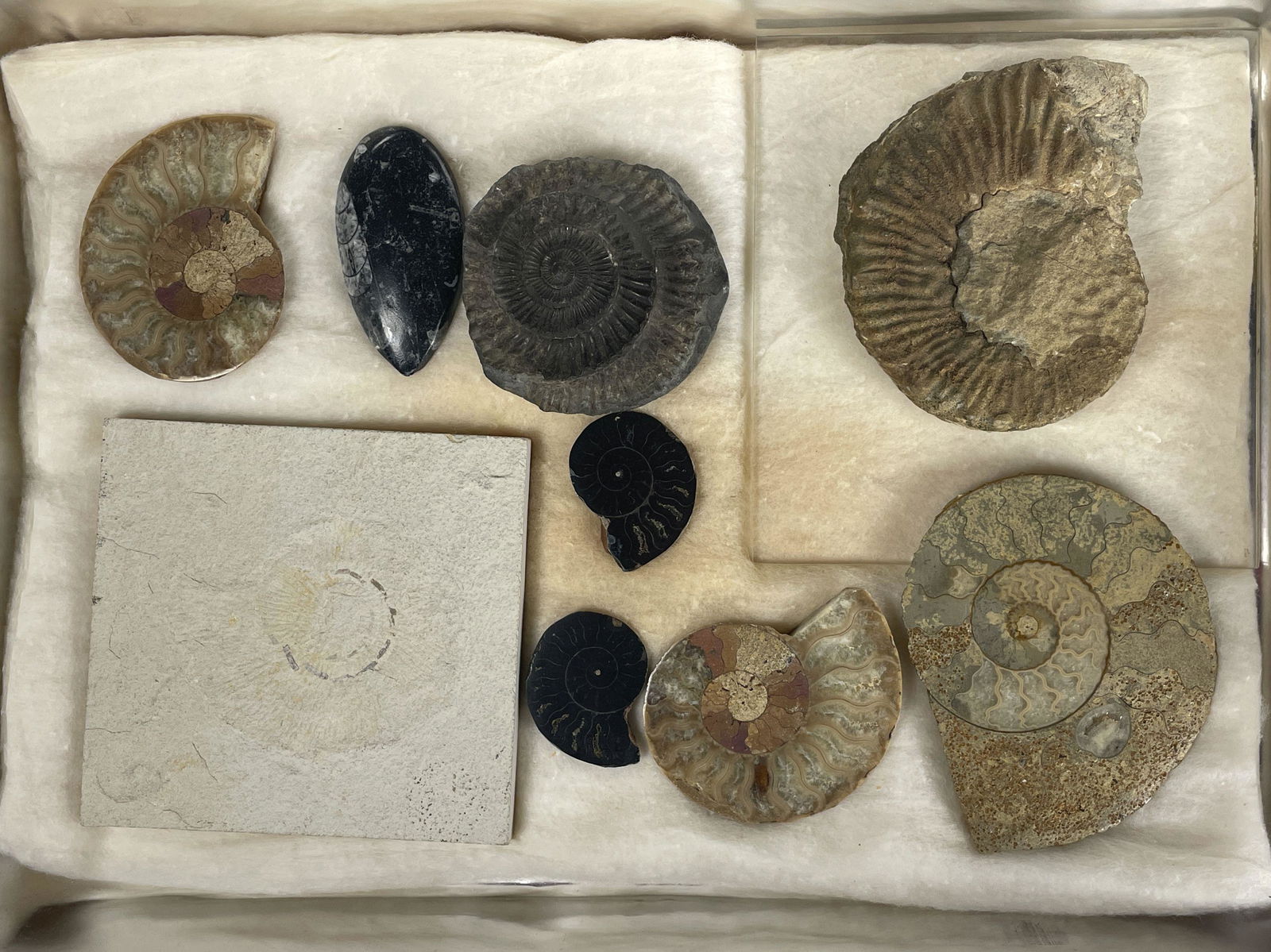 NINE AMMONITE FOSSIL SPECIMENS (1 of 8)