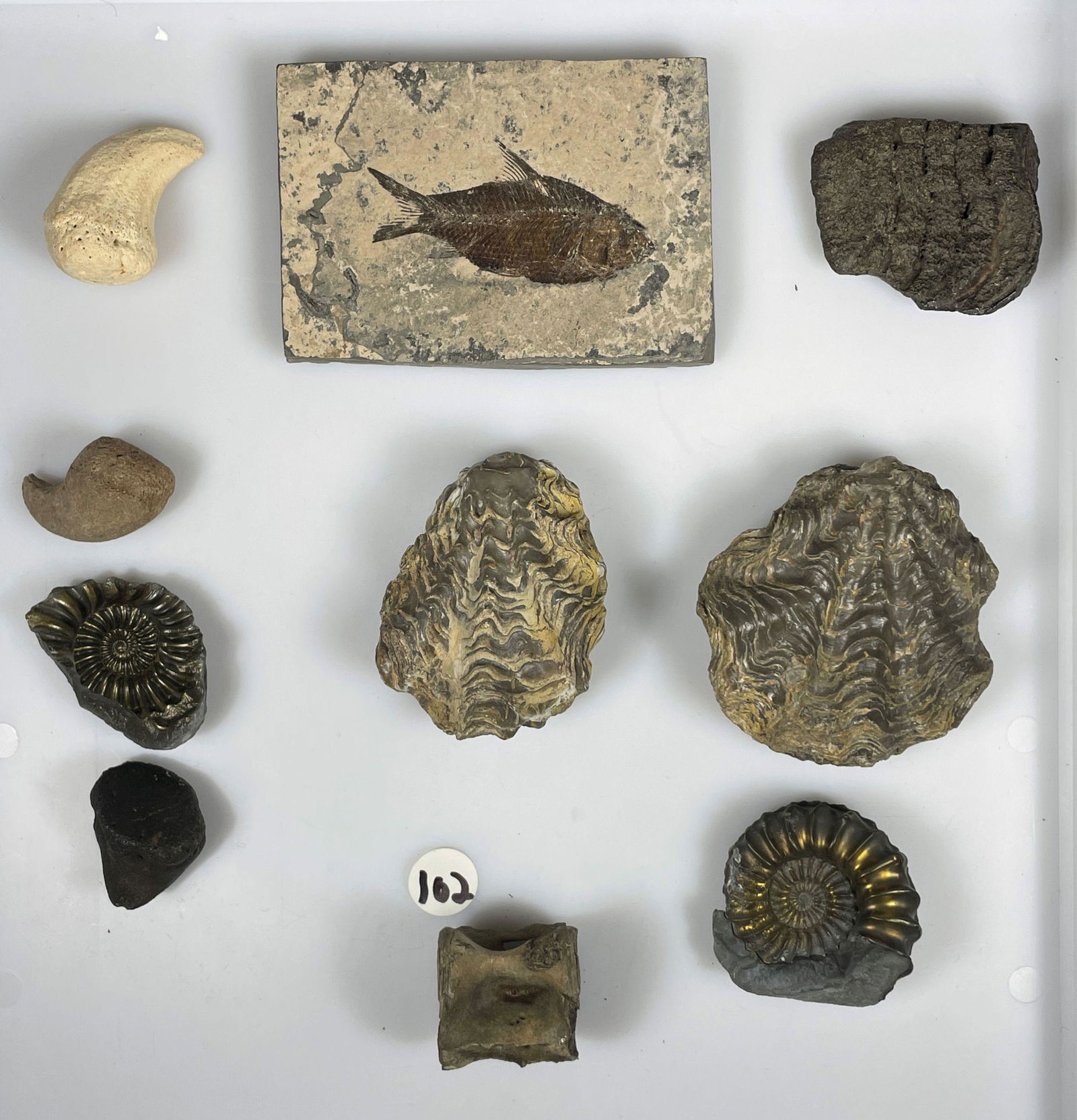 TEN FOSSIL SPECIMENS INCLUDE NAUTILOIDS, A FISH, TEETH, AND MORE: TEN FOSSIL SPECIMENS INCLUDE NAUTILOIDS, A FISH, TEETH, AND MORE. 4.5" X 3.5" AND SMALLER