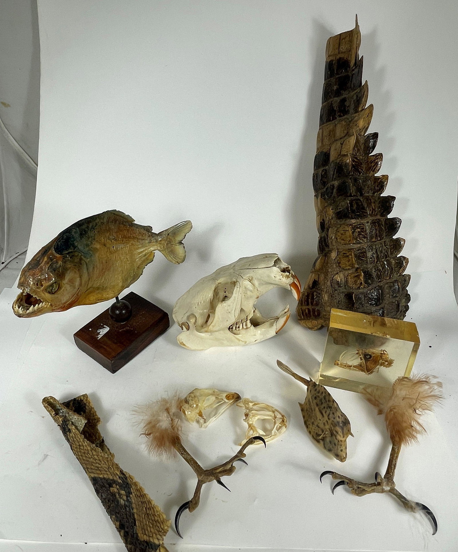 ANIMAL SPECIMENS INCLUDES PIRHANA, ALLIGATOR TAIL, BIRD FEET, BEAVER SKULL, ETC. 15" AND SMALLER: ANIMAL SPECIMENS INCLUDES PIRHANA, ALLIGATOR TAIL, BIRD FEET, BEAVER SKULL, ETC. 15" AND SMALLER