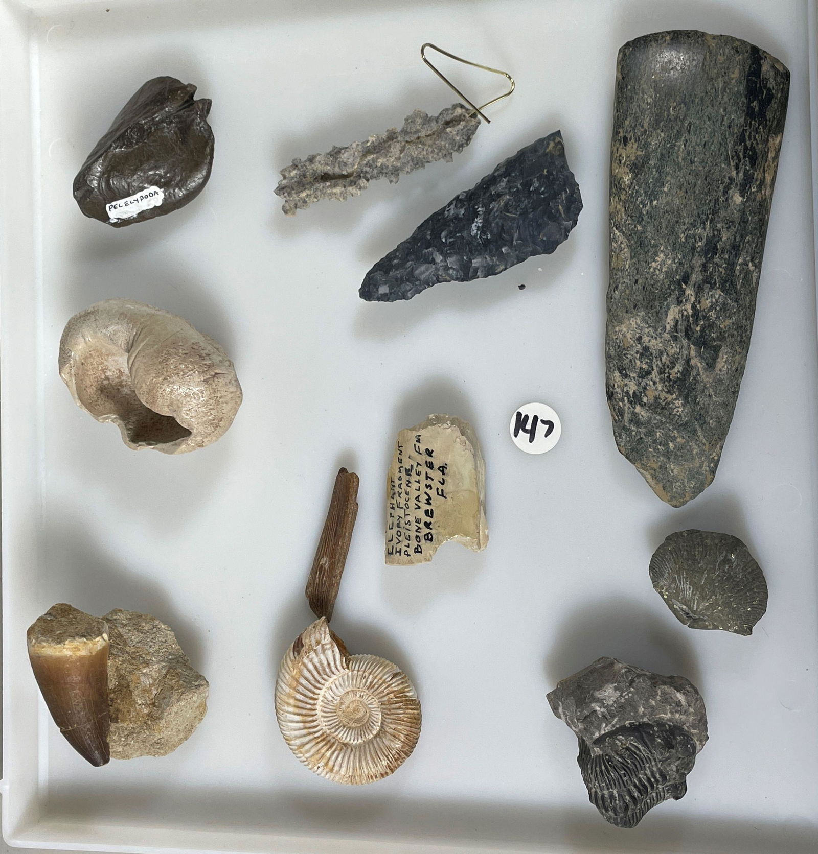 FOSSIL SPECIMENS: FOSSIL SPECIMENS, 6" X 2.5" X 1" AND SMALLER