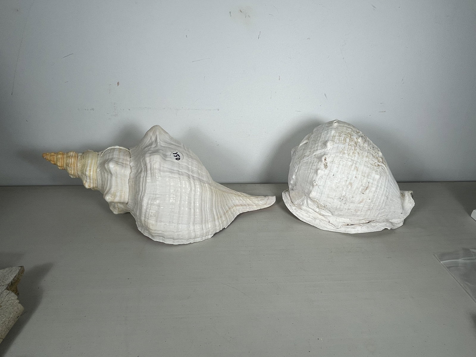 TWO LARGE CONCH SHELLS: TWO LARGE CONCH SHELLS, 16" X 8" X 7" AND 9" X 7" X 7"