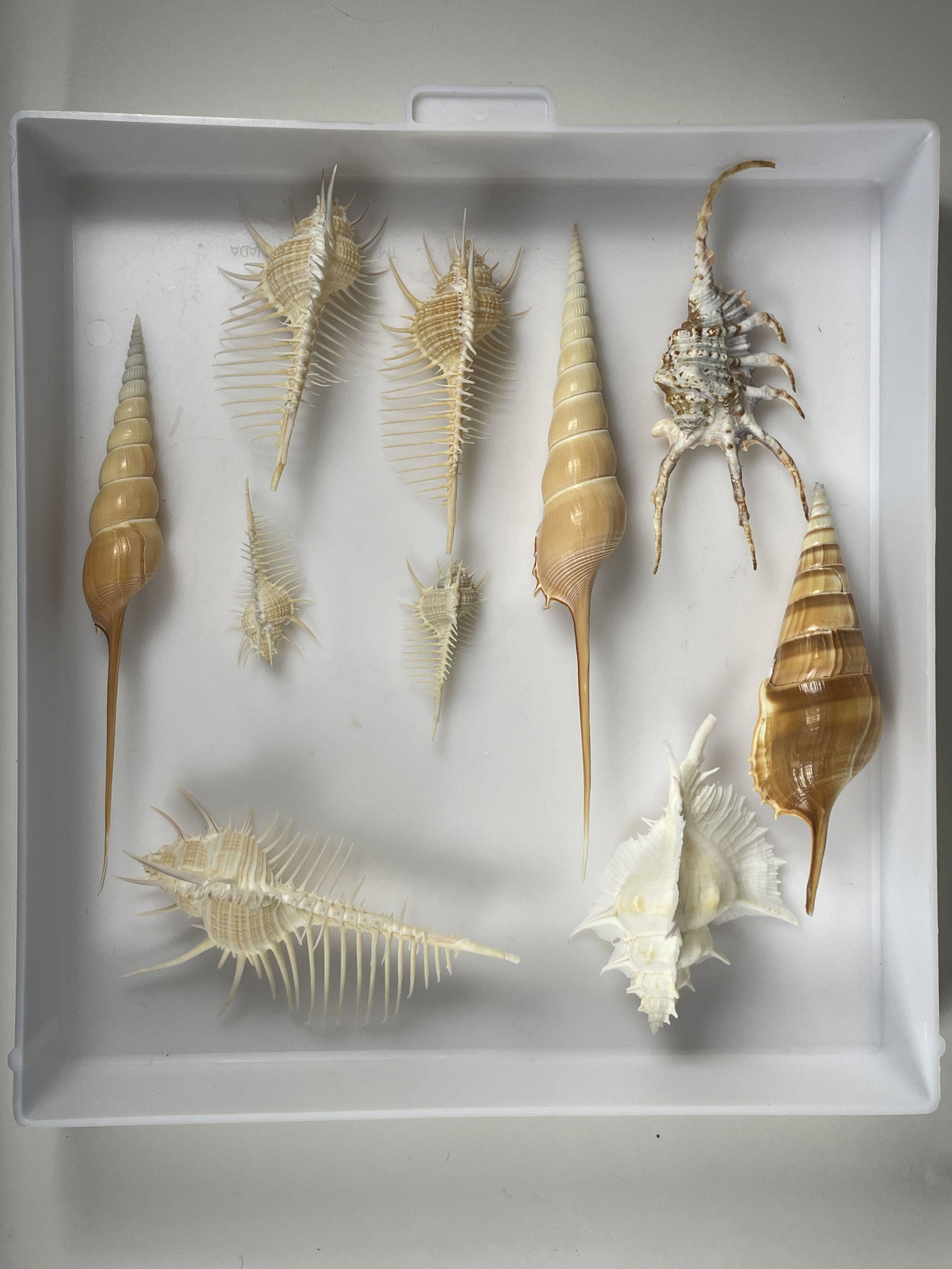 NINE RARE SEASHELL SPECIMENS, 4" X 5" X 4" AND SMALLER: NINE RARE SEASHELL SPECIMENS, 4" X 5" X 4" AND SMALLER