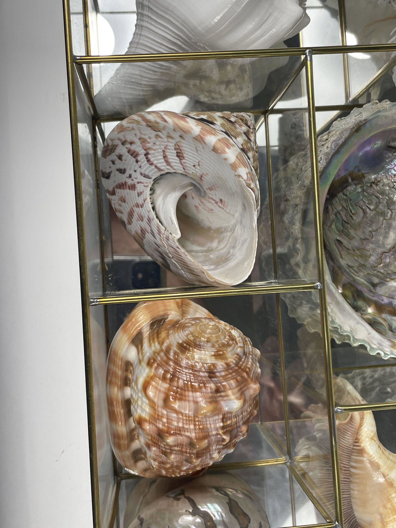 SEVEN RARE SEASHELLS IN A GLASS DISPLAY, 9" X 15" X 4": SEVEN RARE SEASHELLS IN A GLASS DISPLAY, 9" X 15" X 4"