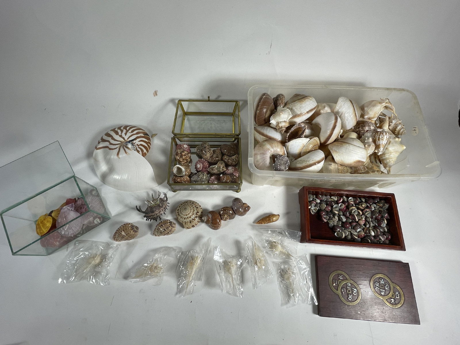 LARGE TRAY LOT OF SHELLS (1 of 8)