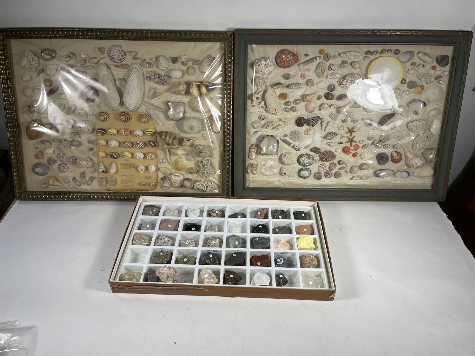 TWO FRAMED SHELL COLLECTIONS AND A ROCK COLLECTION (1 of 16)
