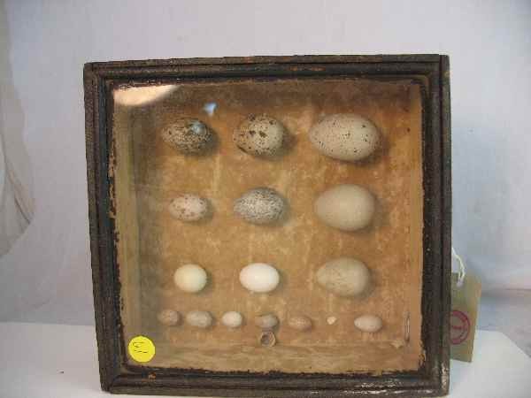VICTORIAN-ERA SHADOW BOX W/ EGGS (9" X 9.5" X: VICTORIAN-ERA SHADOW BOX W/ EGGS (9" X 9.5" X 3")