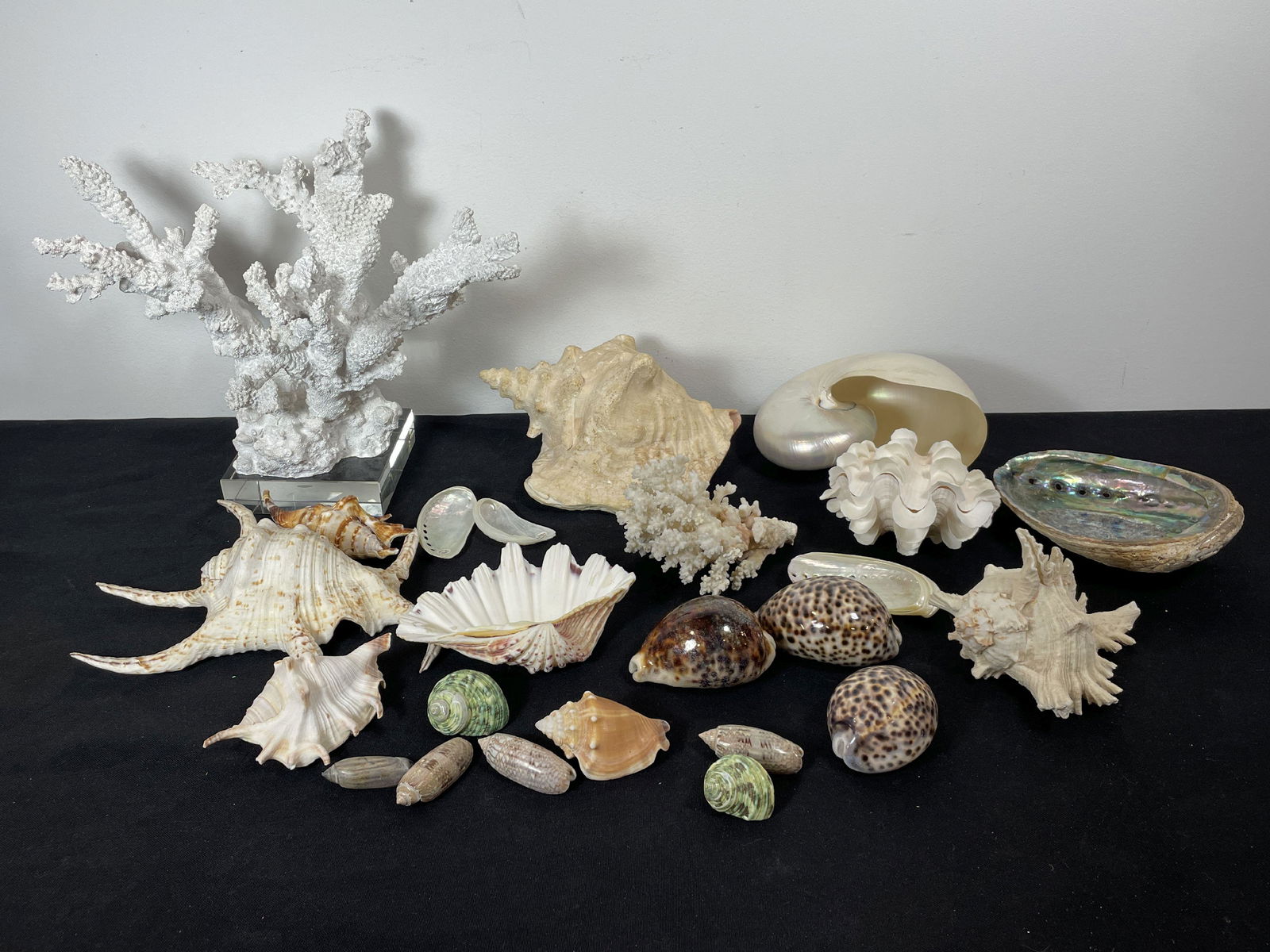 LARGE LOT OF SHELLS WITH PLASTER REPRODUCTION WHITE CORAL STATUE, 14" AND SMALLER (1 of 4)