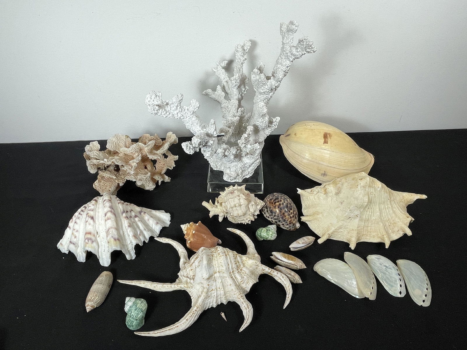 LARGE LOT OF SHELLS WITH PLASTER REPRODUCTION WHITE CORAL STATUE, 14" AND SMALLER (1 of 6)