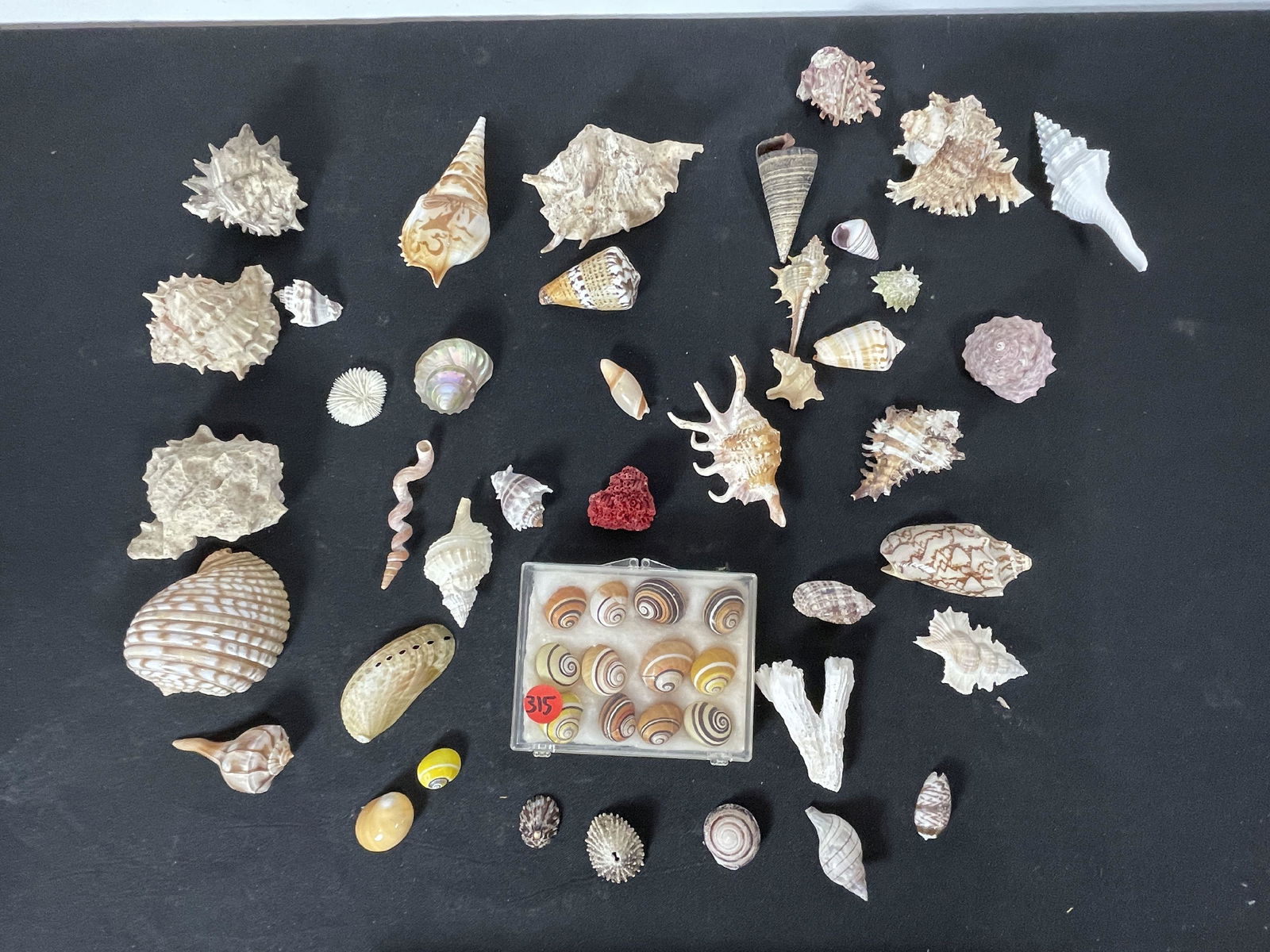 A NICE COLLECTION OF SEA SHELLS (1 of 6)