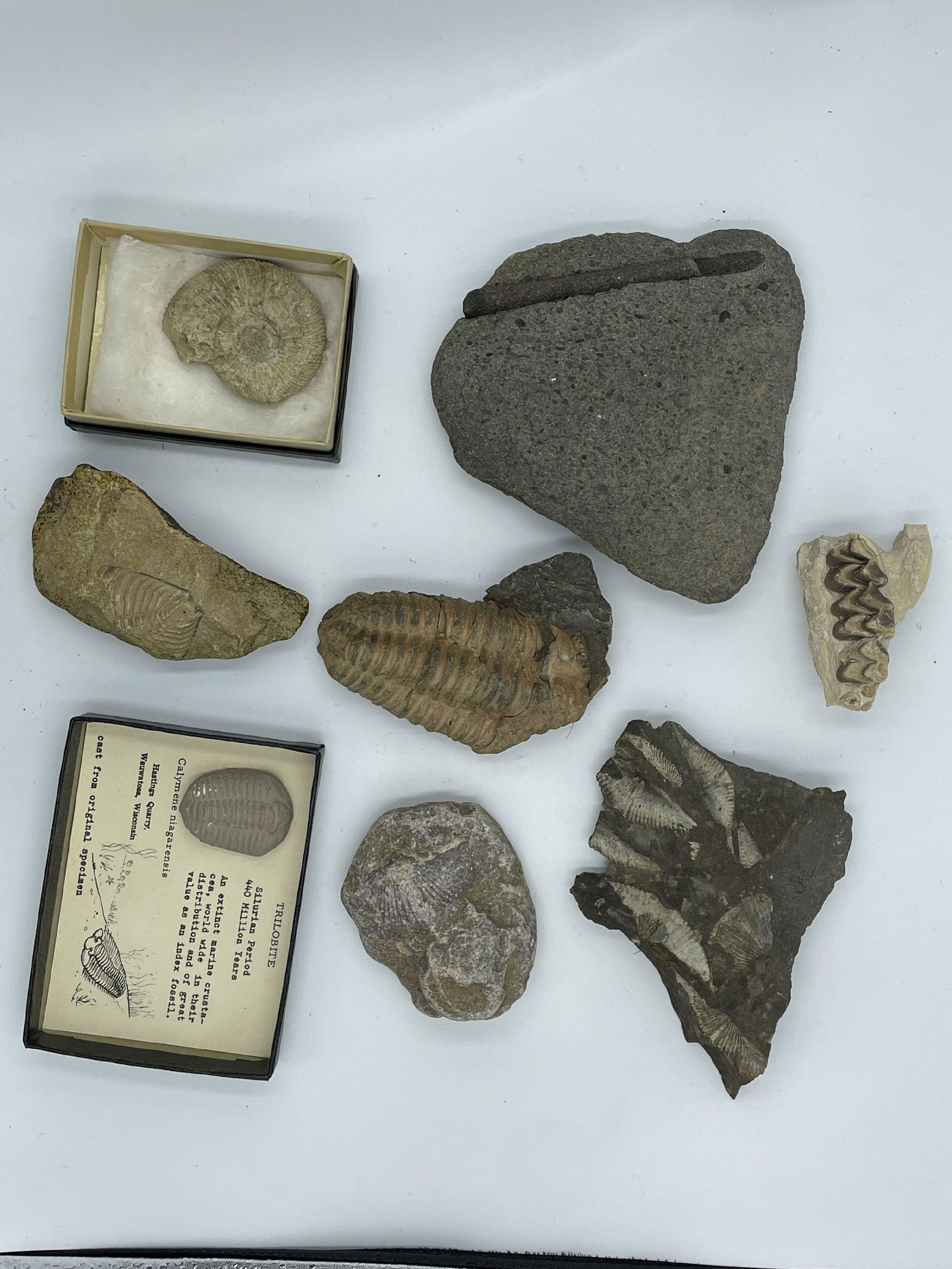 EIGHT FOSSIL SPECIMENS, INCLUDES TRILOBYTES. 5" AND SMALLER: EIGHT FOSSIL SPECIMENS, INCLUDES TRILOBYTES. 5" AND SMALLER