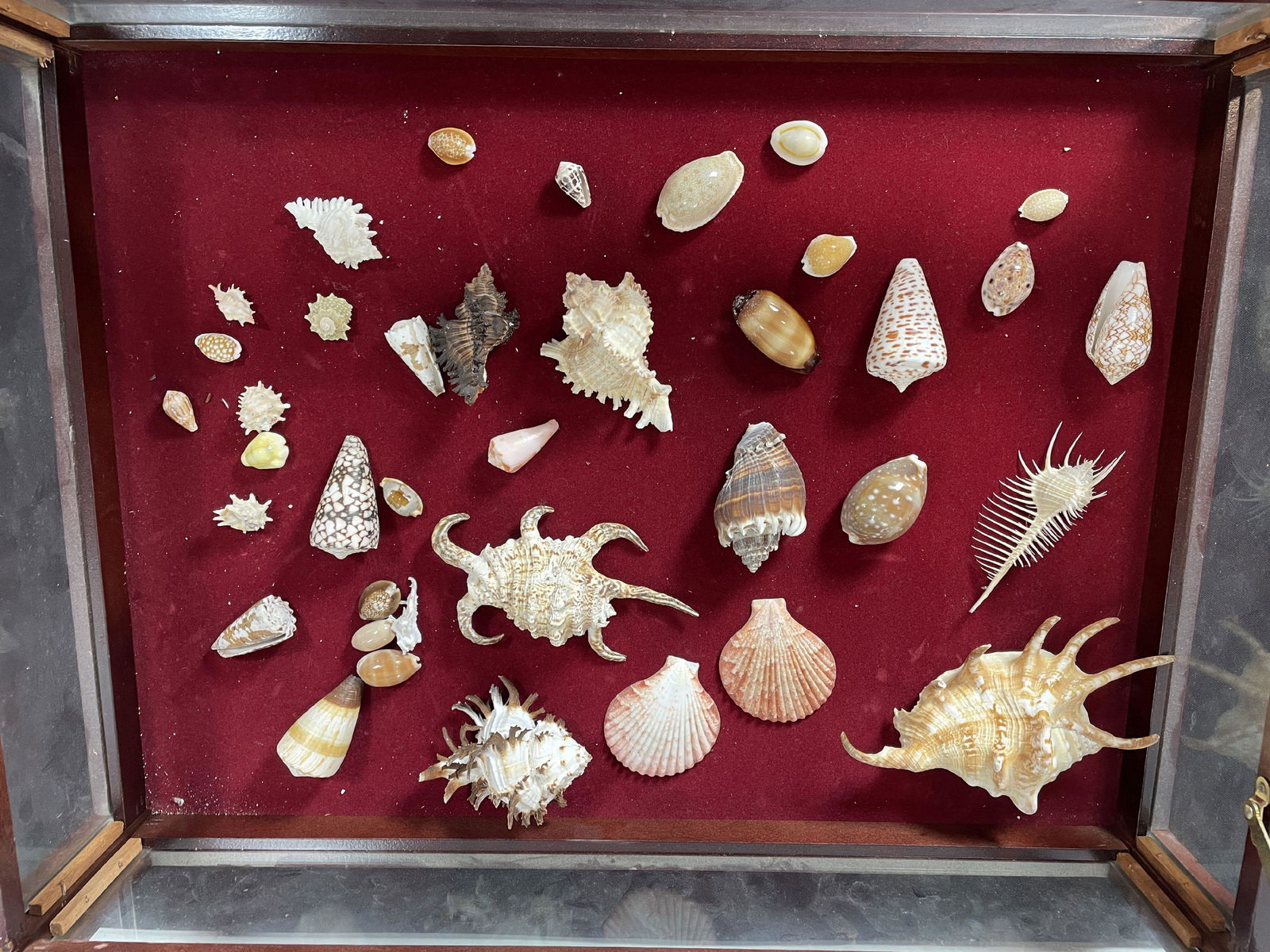 A LARGE SHADOWBOX CASE WITH SHELLS (1 of 4)
