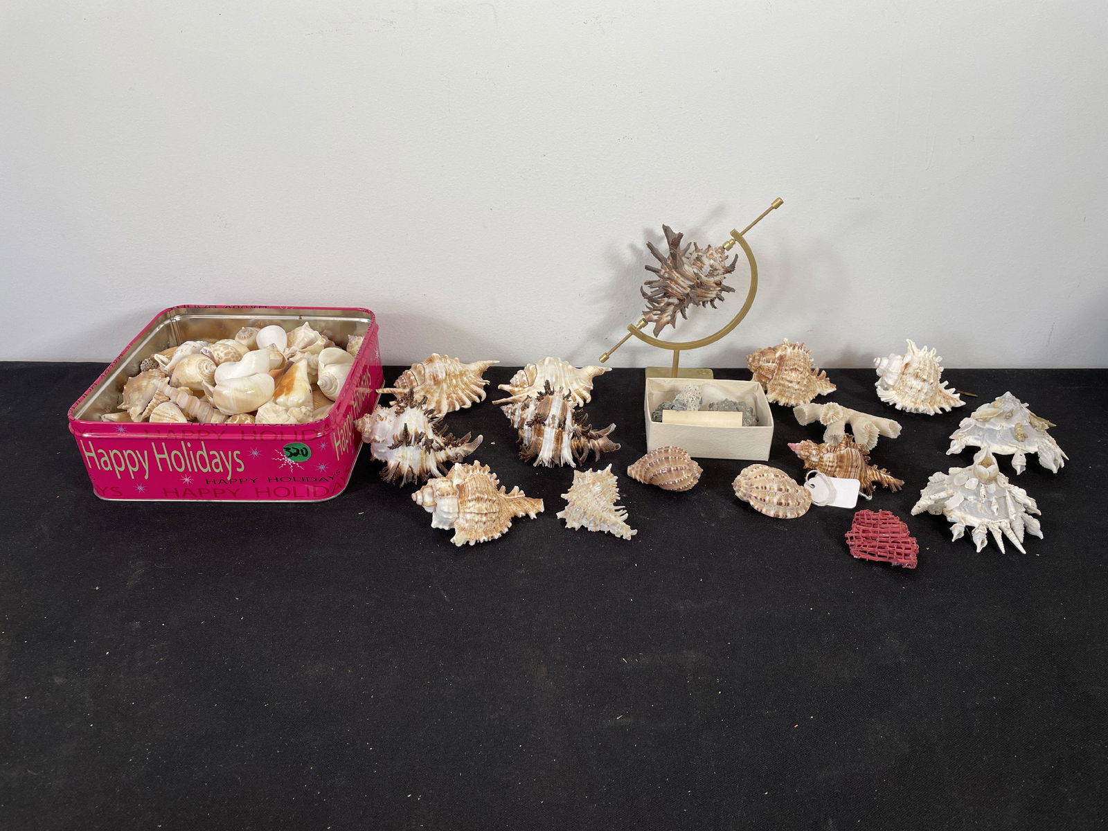 LARGE LOT OF SEASHELLS (1 of 3)