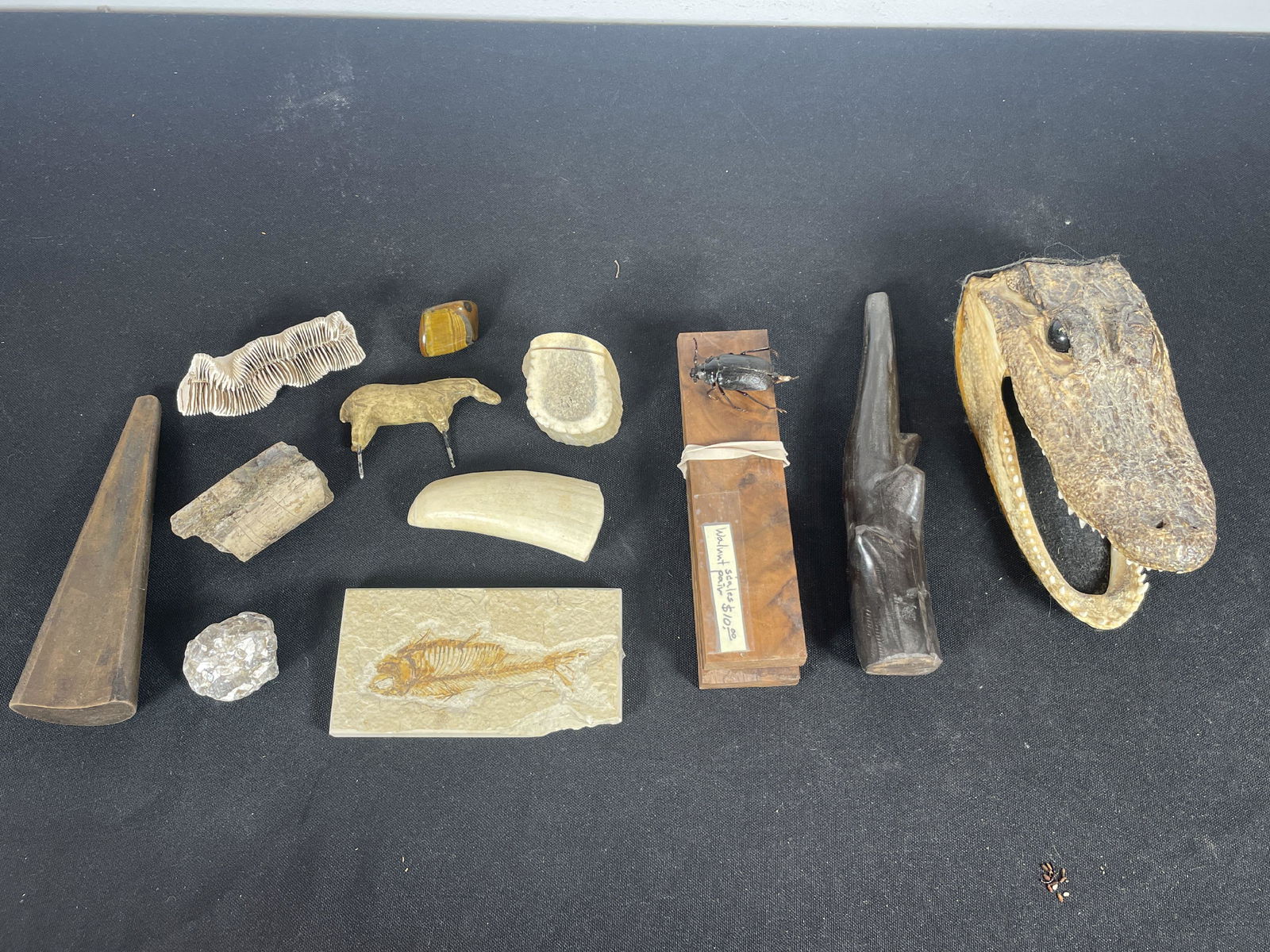 BOX LOT INCLUDES WHALE TOOTH, ALLIGATOR HEAD, FISH FOSSIL, AND MORE: BOX LOT INCLUDES WHALE TOOTH, ALLIGATOR HEAD, FISH FOSSIL, AND MORE. 7" AND SMALLER