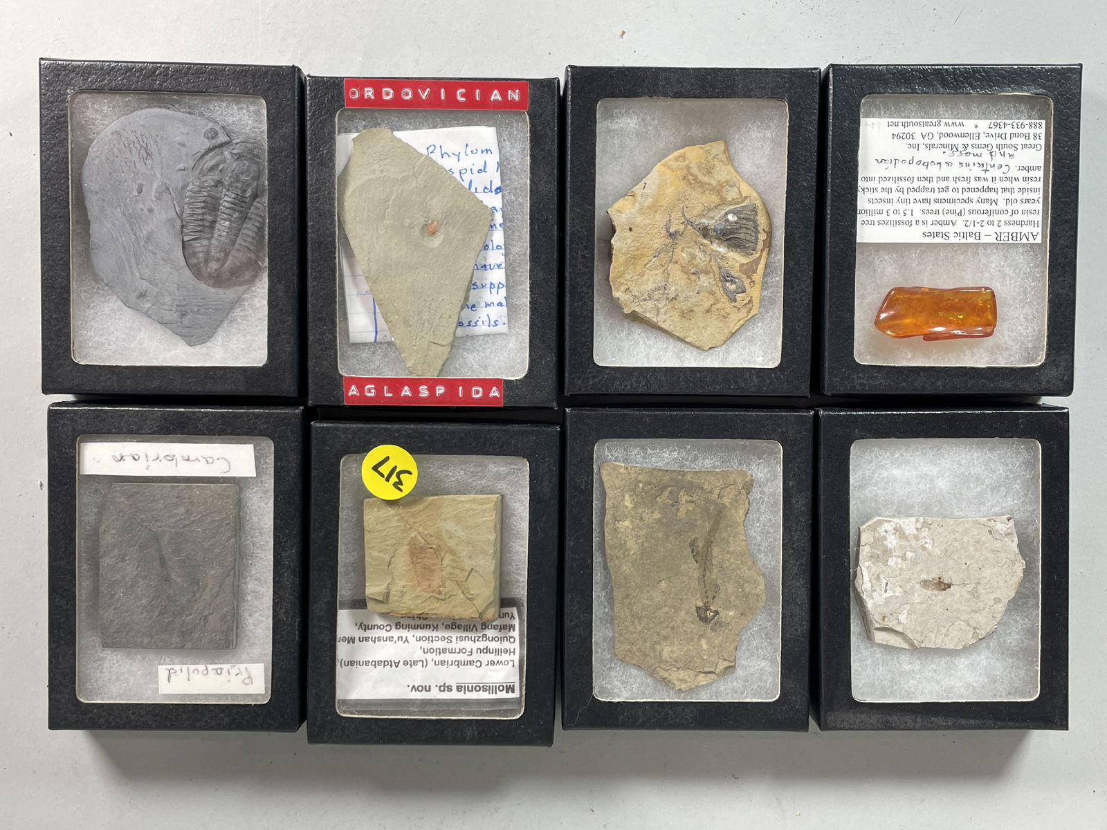 8 BOXED AND IDENTIFIED FOSSIL AND MINERAL SPECIMENS (1 of 5)