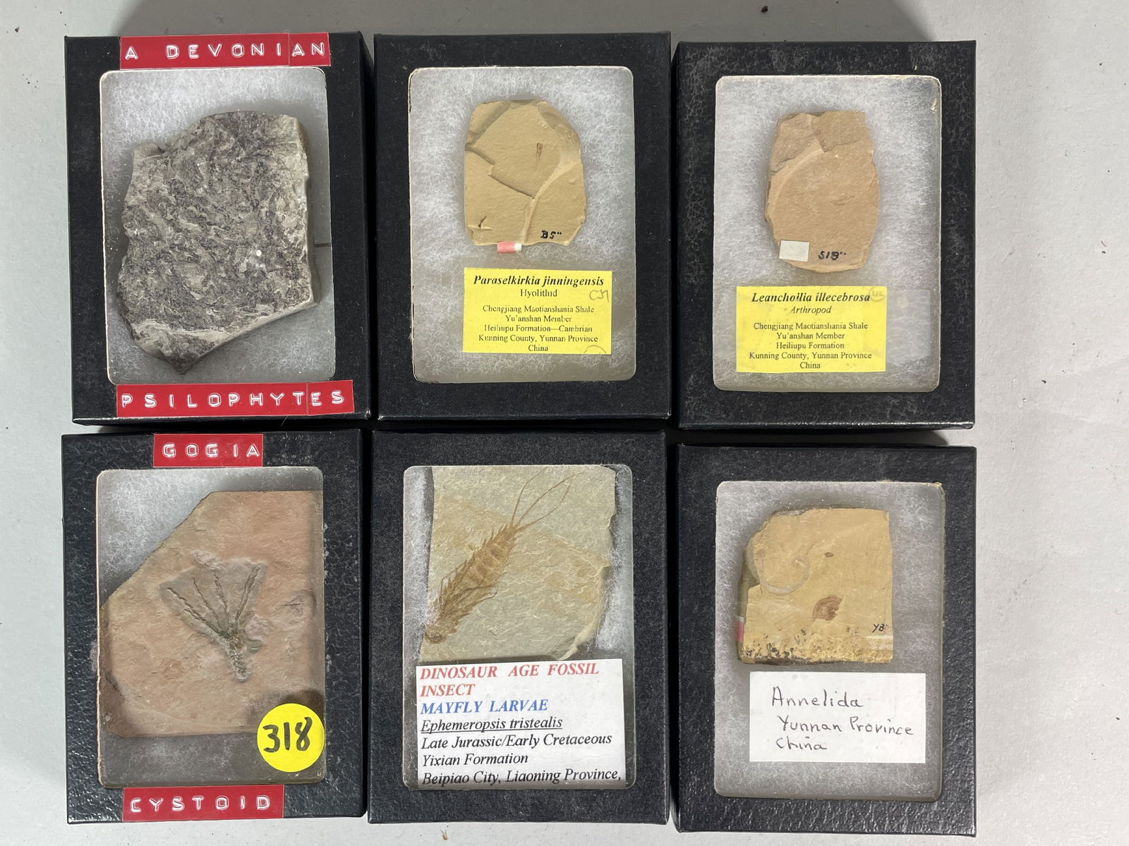 6 BOXED AND IDENTIFIED FOSSIL AND MINERAL SPECIMENS (1 of 3)