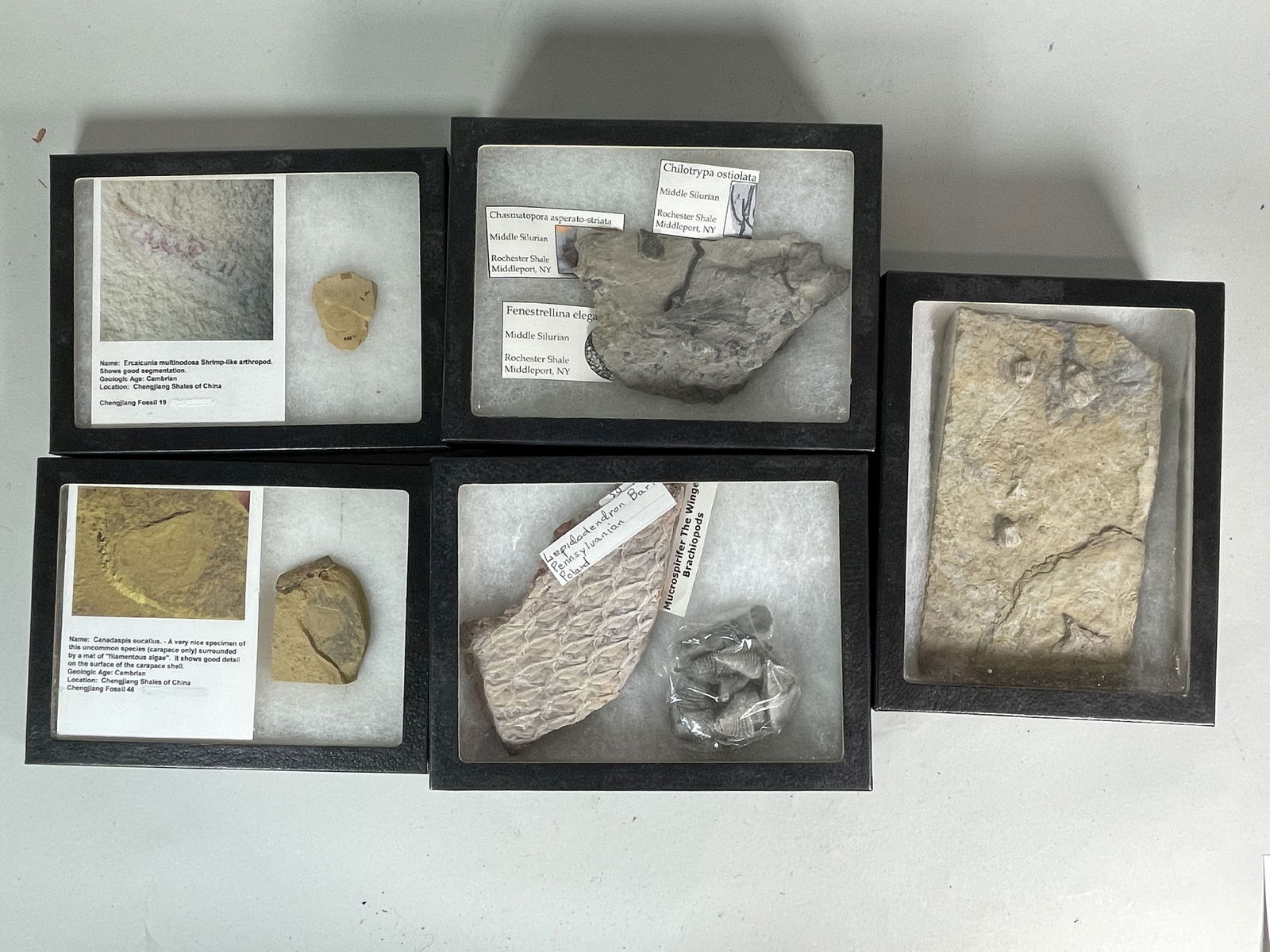 5 BOXED AND IDENTIFIED FOSSIL AND MINERAL SPECIMENS (1 of 6)