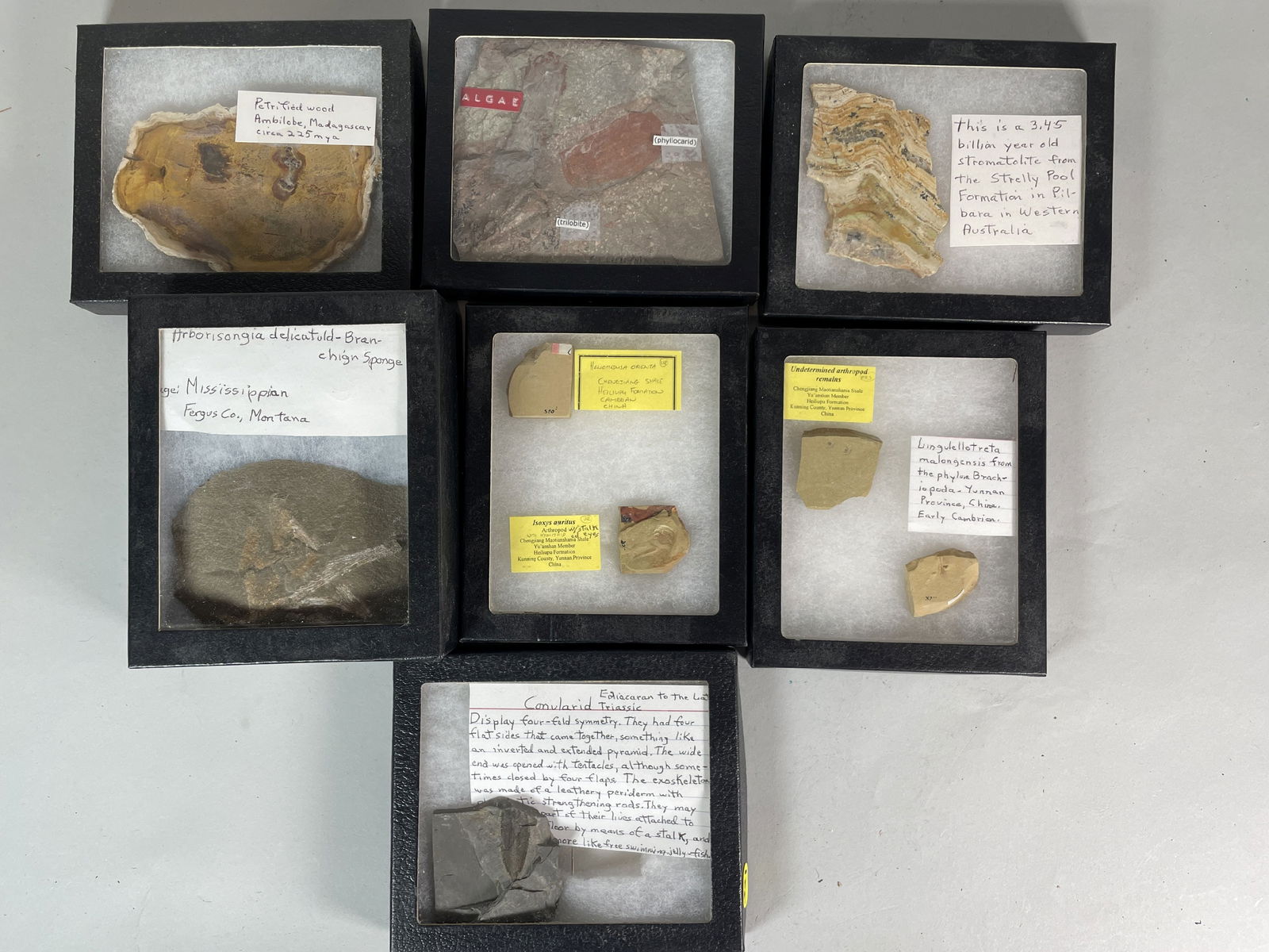 6 BOXED AND IDENTIFIED FOSSIL AND MINERAL SPECIMENS (1 of 9)