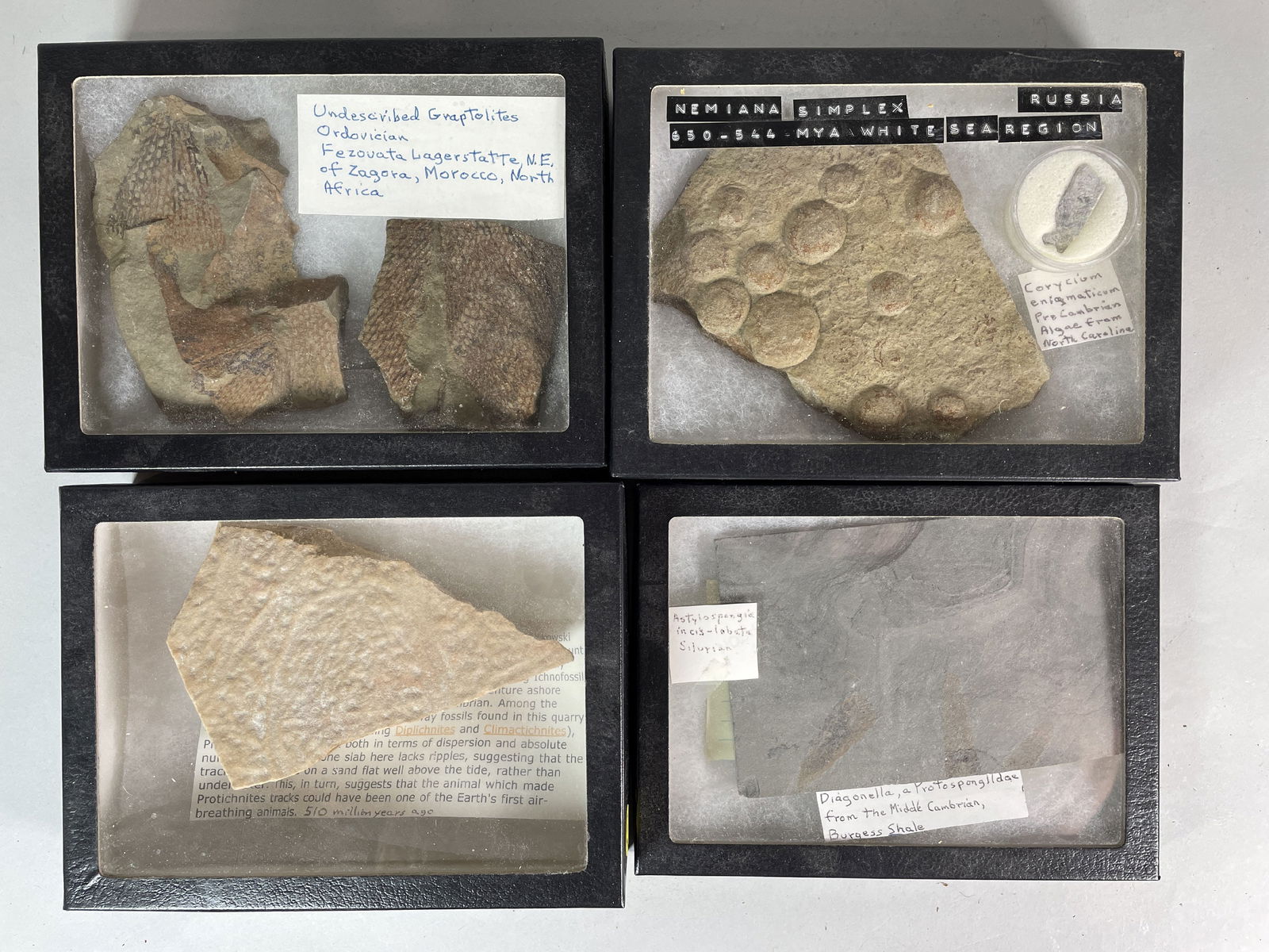 4 BOXED AND IDENTIFIED FOSSIL AND MINERAL SPECIMENS (1 of 6)