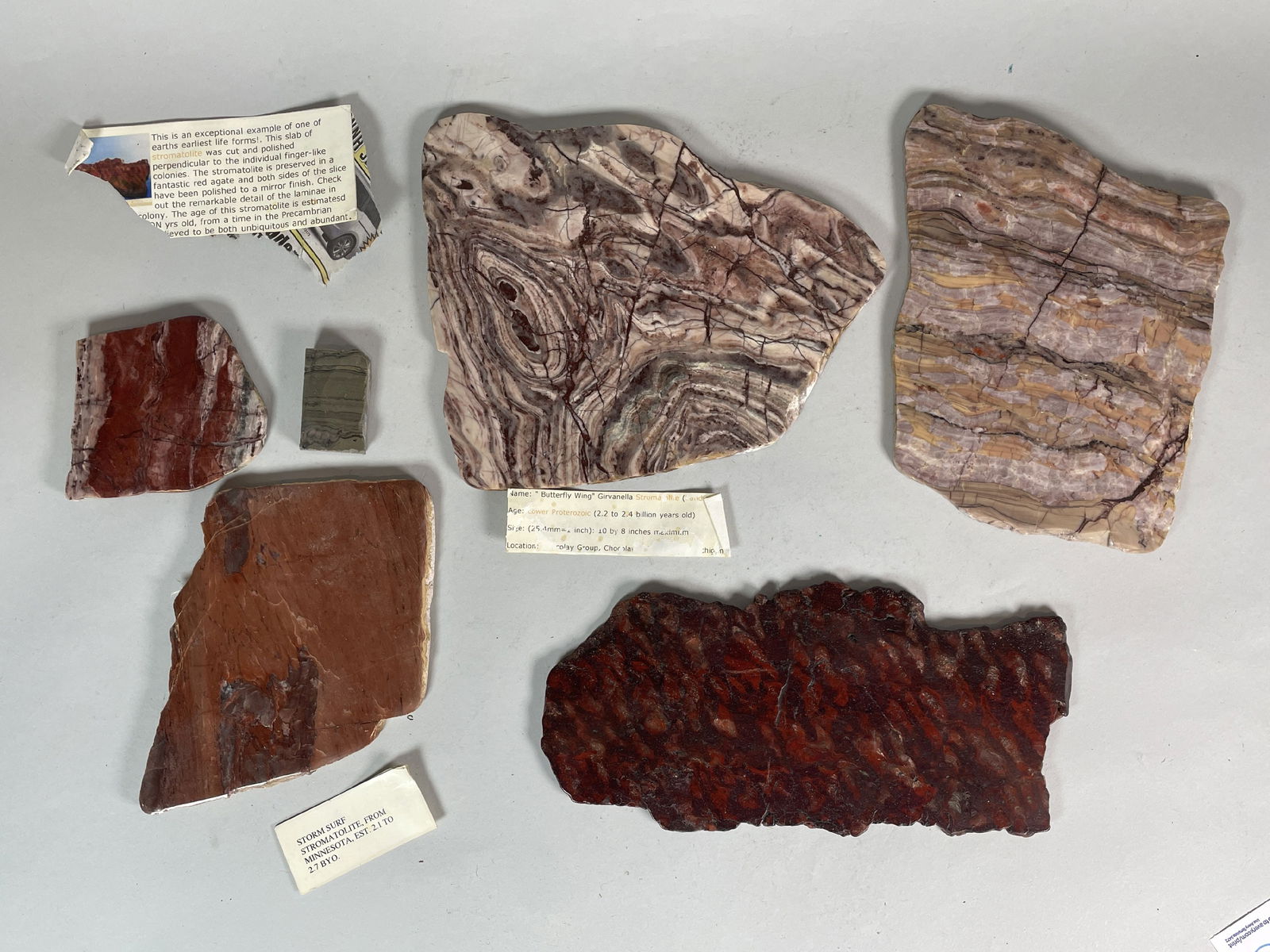 6 FOSSIL AND MINERAL SPECIMENS (1 of 6)