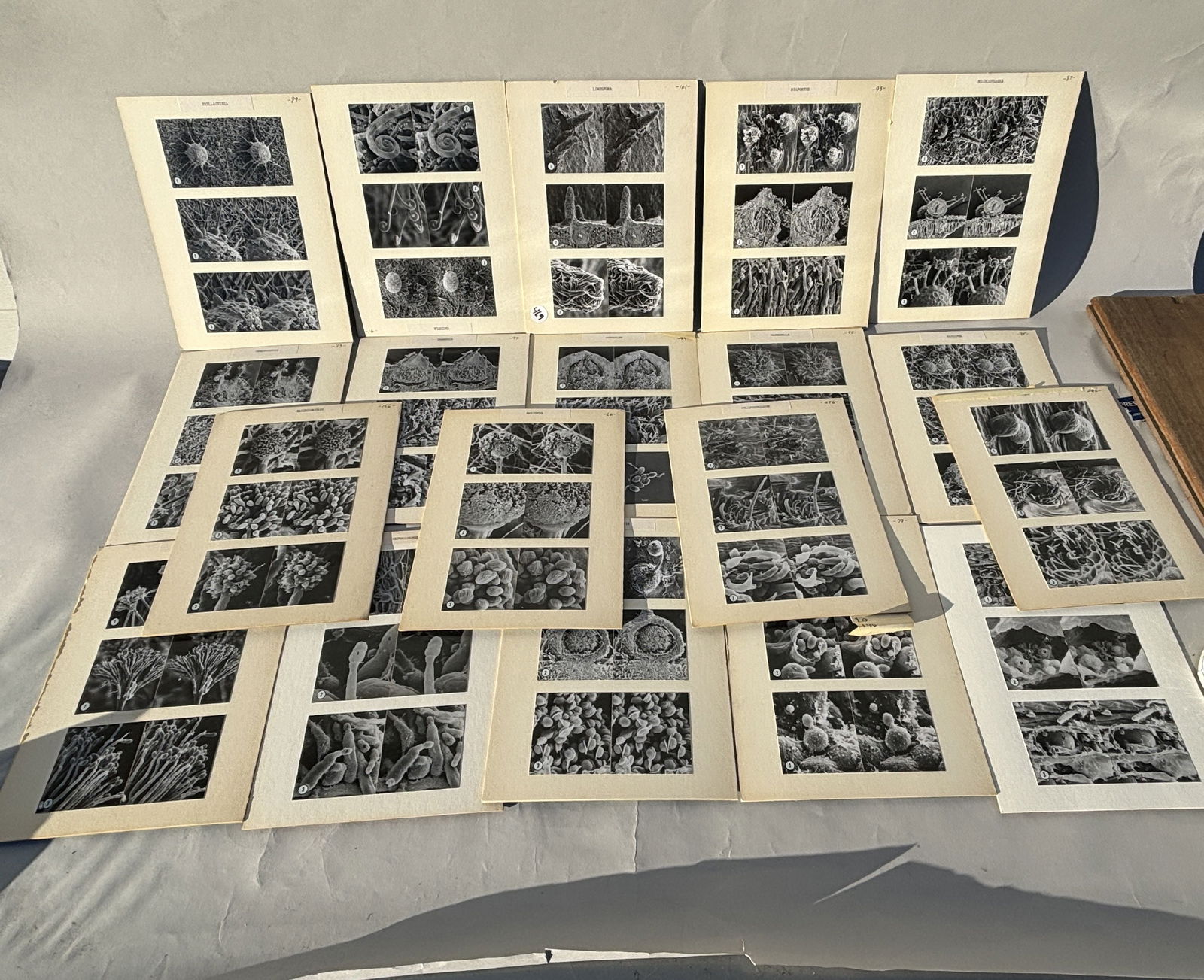 FIFTEEN SCIENTIFIC PHOTOGRAPHS OF FUNGUS, 8" X 10" EACH (1 of 6)