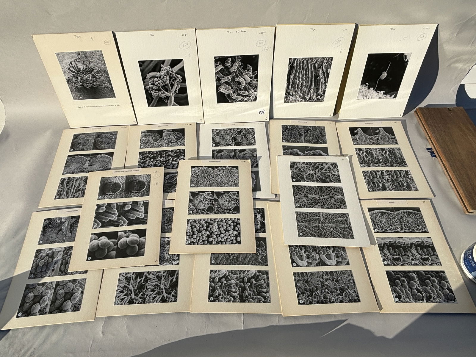 FIFTEEN SCIENTIFIC PHOTOGRAPHS OF FUNGUS, 8" X 10" EACH (1 of 7)