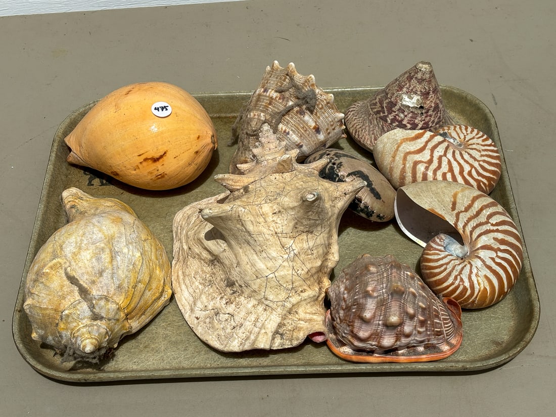 A LOT OF 9 LARGE SEA SHELLS (1 of 4)