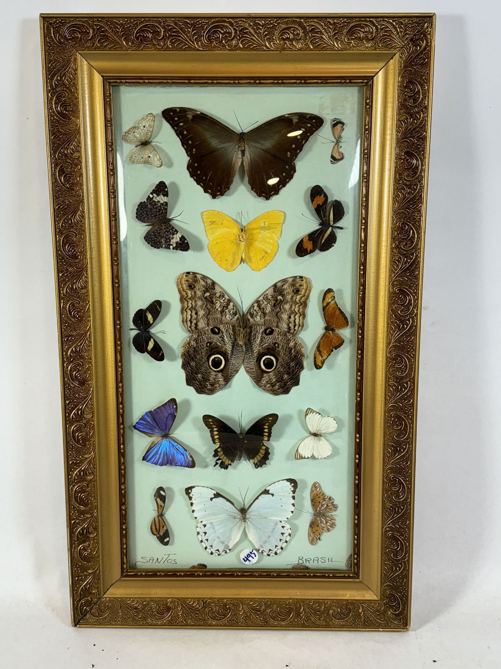 VICTORIAN BRAZILIAN MOTH COLLECTION. 24" X 14" (1 of 7)