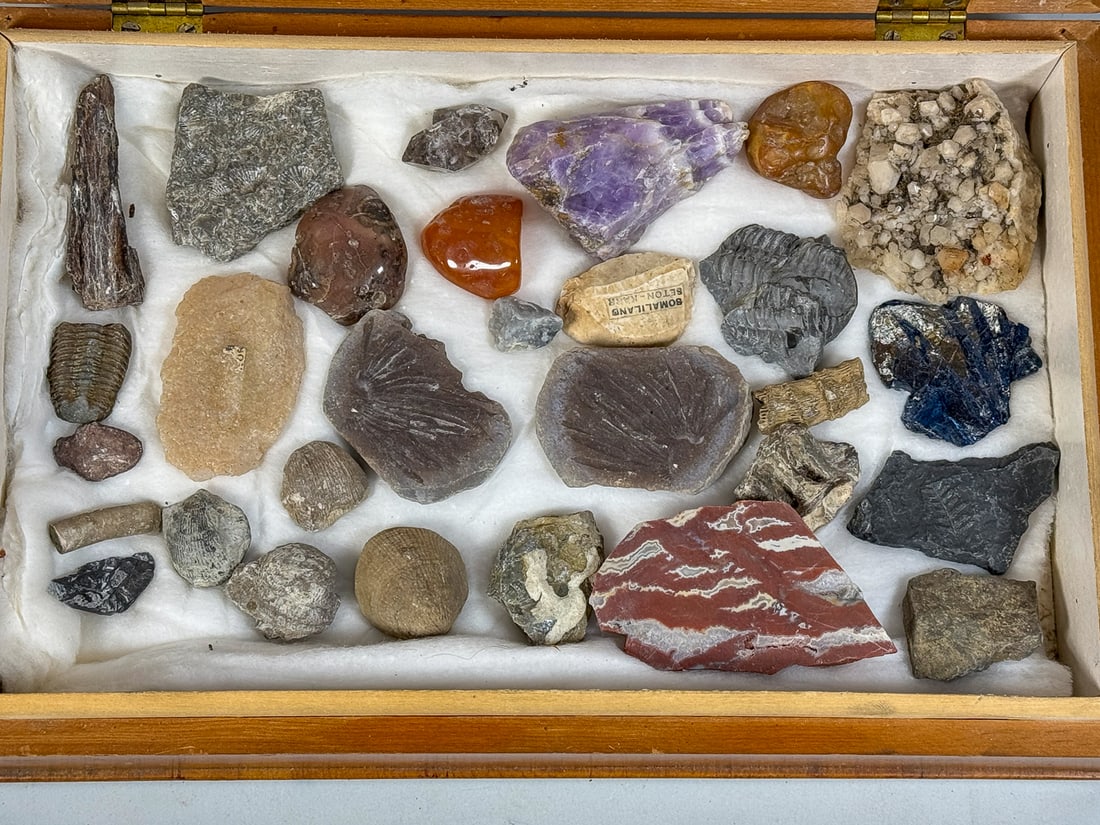 LOT OF FOSSL SPECIMENS IN PRESENTATION BOX, 6" AND SMALLER (1 of 5)