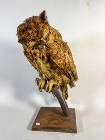 ANTIQUE TAXIDERMY OWL, 19"