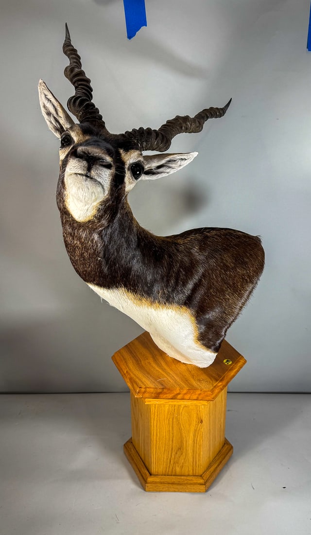 LARGE MOUNTED EMU BUST, 20" X 15" X 41": LARGE MOUNTED EMU BUST, 20" X 15" X 41"
