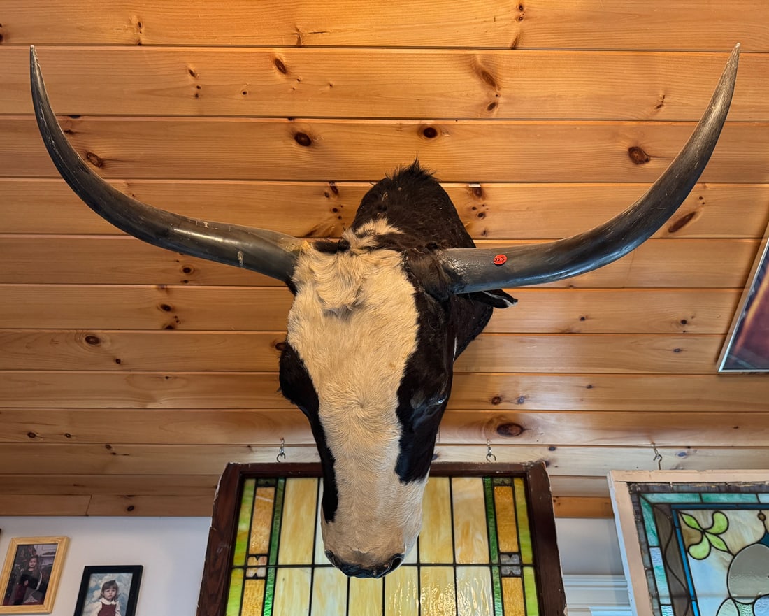 LARGE TAXIDERMY STEER HEAD, 35" X 26" (1 of 4)